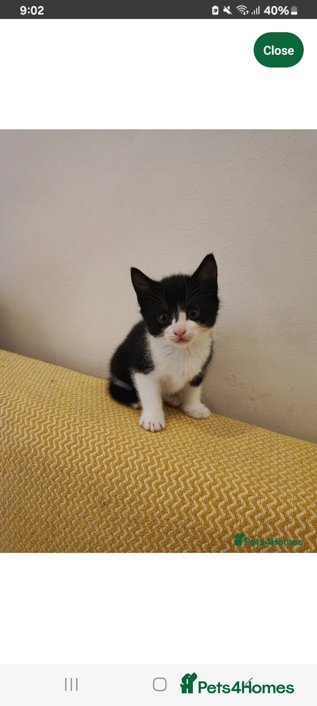 Mixed Breed cats for sale: 14 week old kitten for sale  - Image 2