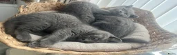 British Shorthair cats for sale: British shorthair kittens  - Advert 8