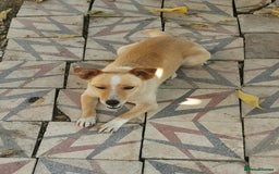 Mixed Breed dogs for sale: Adopt Adorable Rescue puppies Miki & Alice!  - Image 13