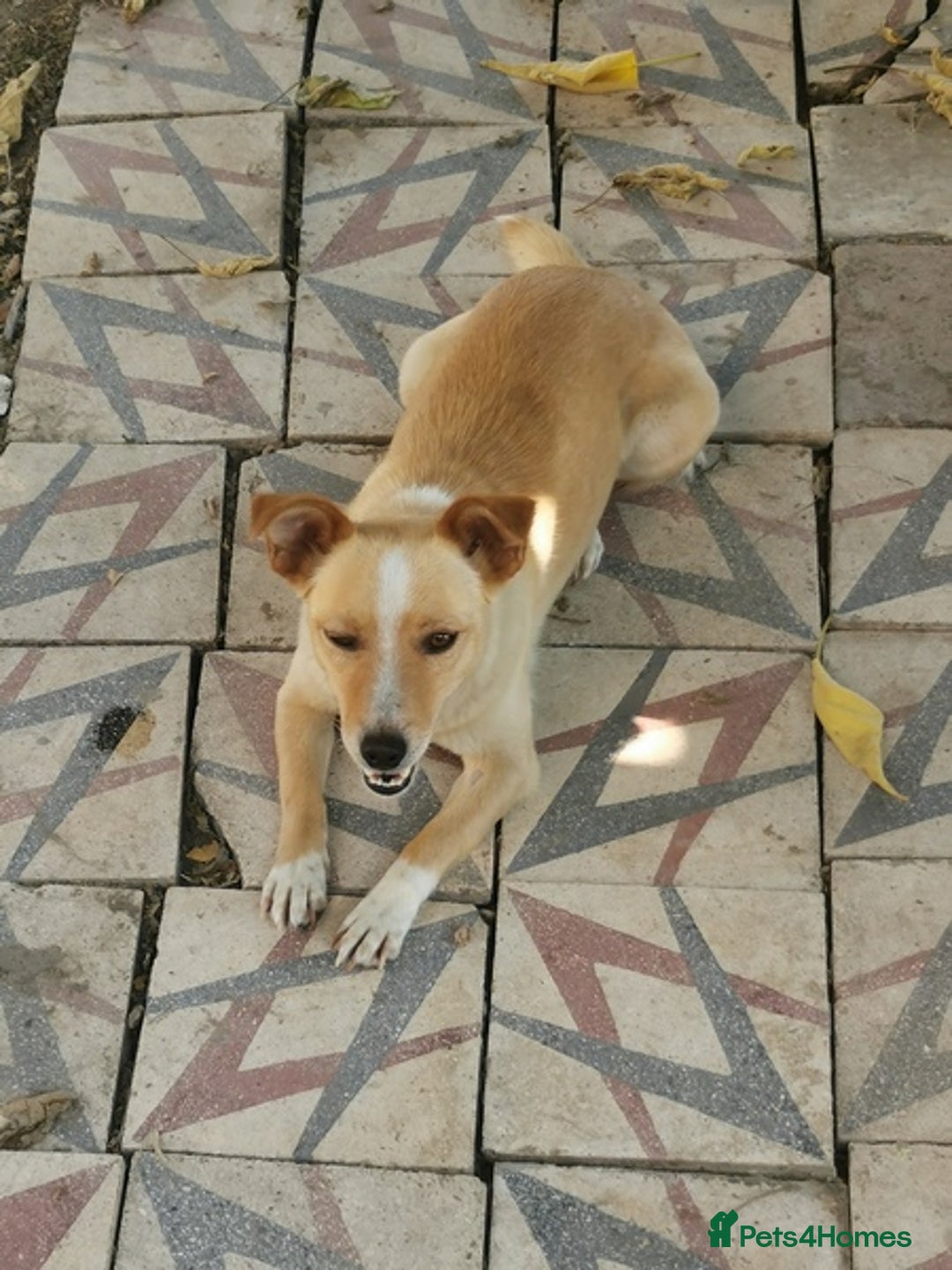 Mixed Breed dogs for sale: Adopt Adorable Rescue puppies Miki & Alice!  - Image 13