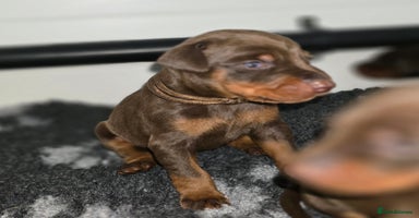 Dobermann dogs - Advert 14