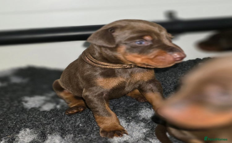 Dobermann dogs - Advert 1