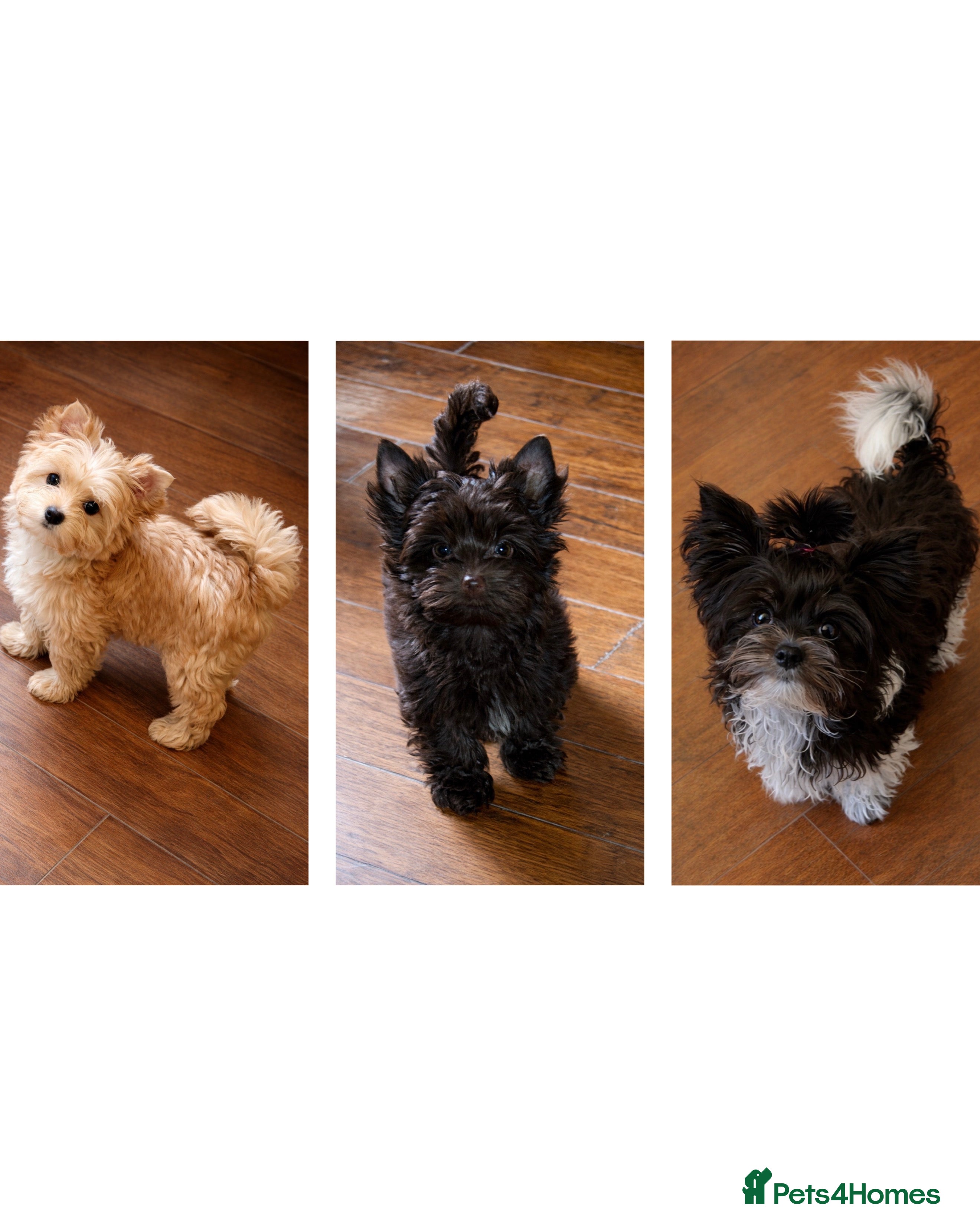 Yorkshire Terrier dogs Adorable Pedigree Puppies Exotic YT  - Advert 13