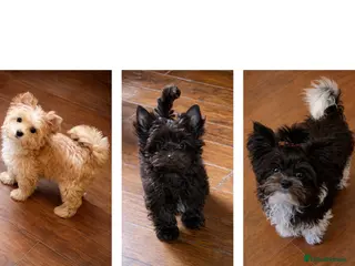 Yorkshire Terrier dogs Adorable Pedigree Puppies Exotic YT - Advert 13