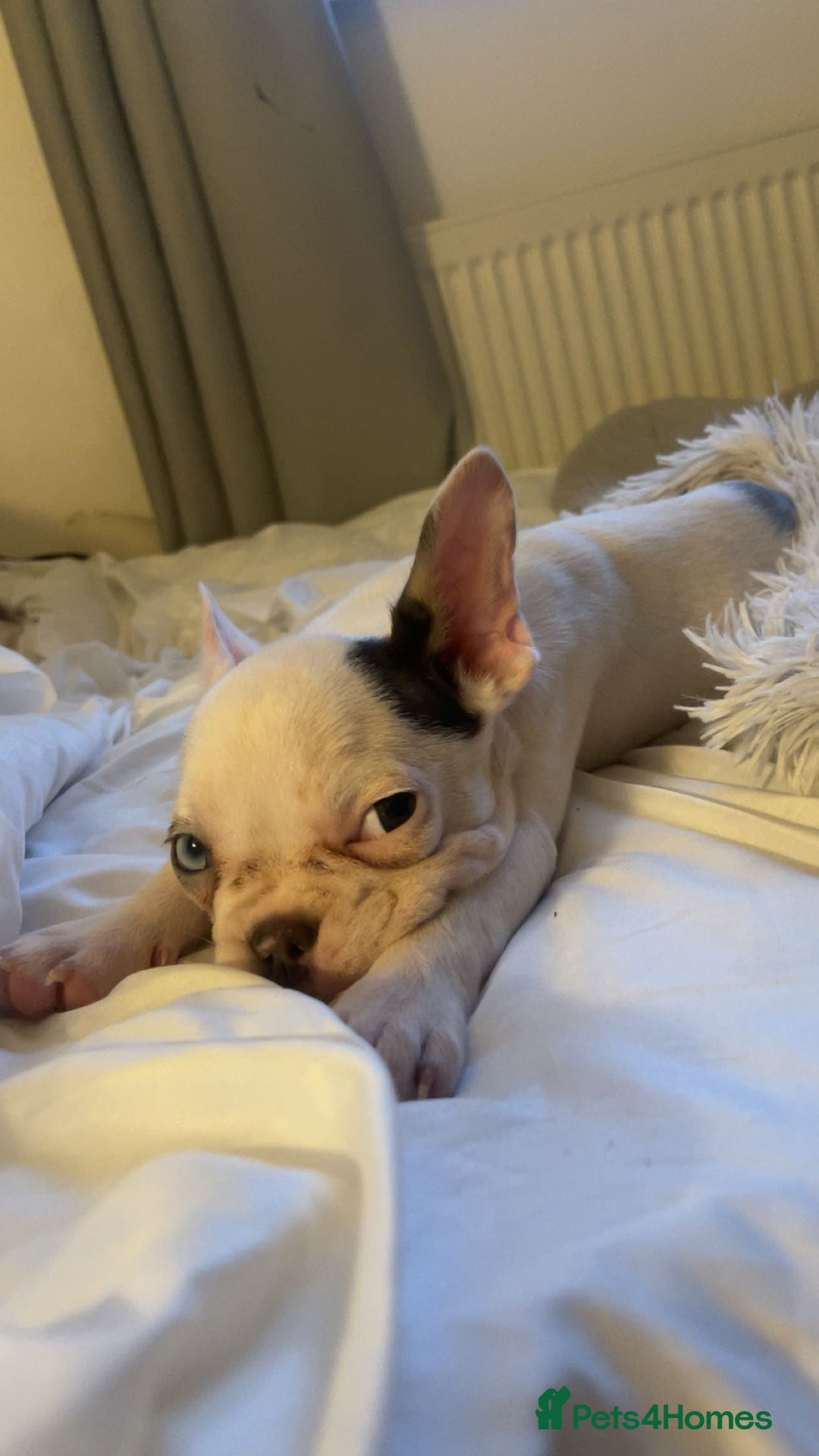 French Bulldog dogs for sale: Female French Bulldog Puppy - Advert 3