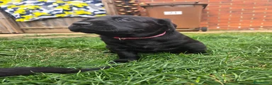 Labrador Retriever Puppy 2