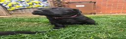 Labrador Retriever dogs for sale: Black KC registered labradors for sale  in Wellingborough - Advert 5