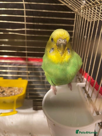 Budgerigars birds - Advert 2