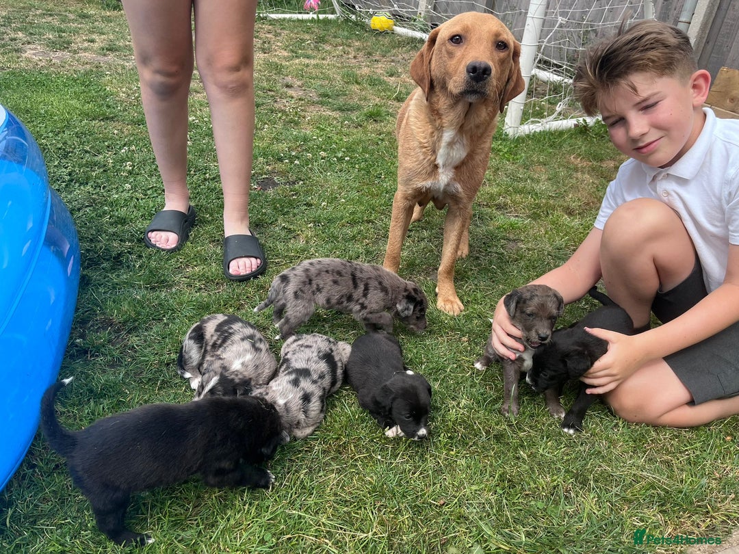 Mixed Breed dogs for sale: Lurcher x lab pups READY NOW!! - Image 8