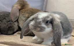 French Lop rabbits for sale: Beautiful Purebred French Lops For Sale - Image 4