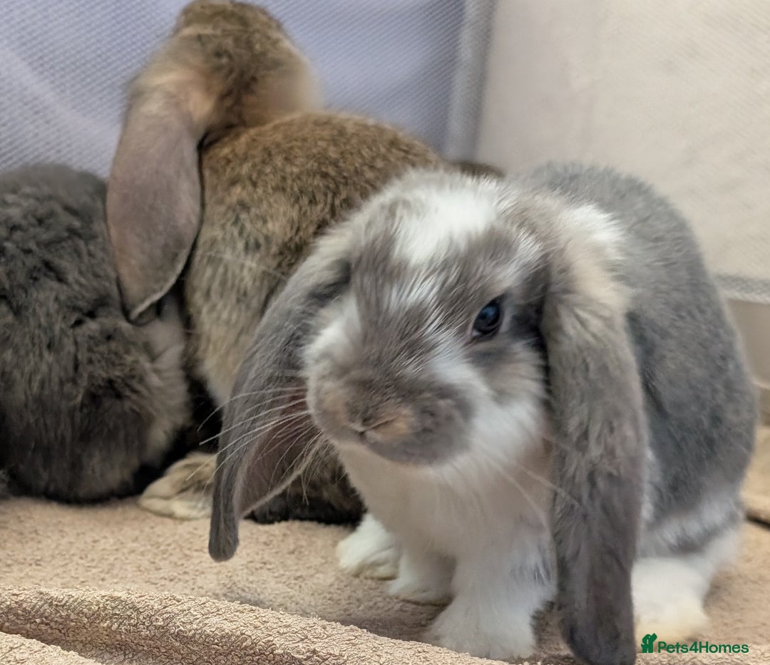 French Lop rabbits for sale: Beautiful Purebred French Lops For Sale - Image 4