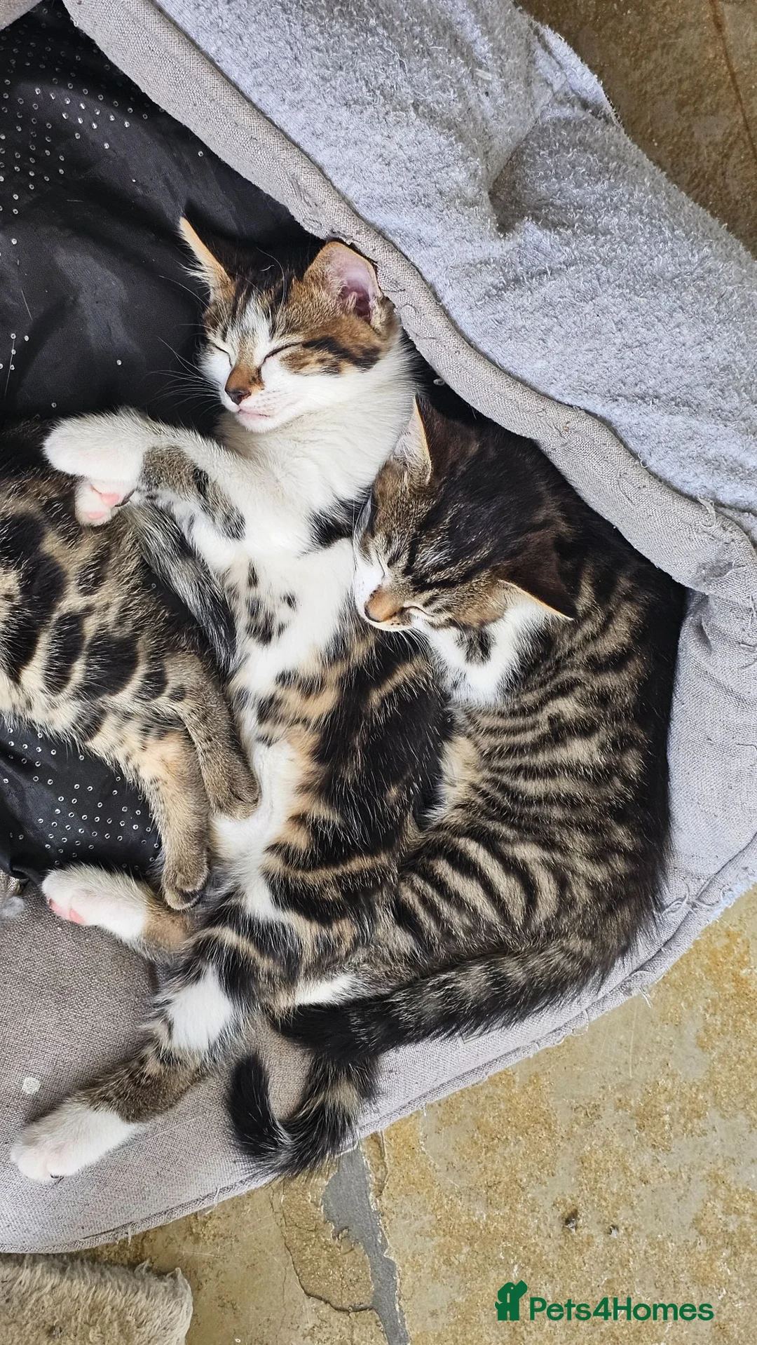 Mixed Breed cats for sale: Amber - adult female - Advert 5