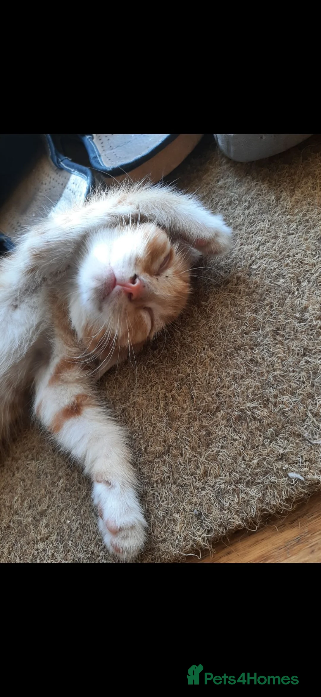 Mixed Breed cats for sale: Adorable Kittens in London - Advert 6