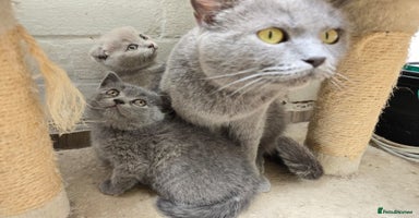 Scottish Fold cats - Advert 1