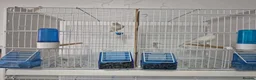 Canaries birds for sale: WaterSlagger canary in London - Advert 3