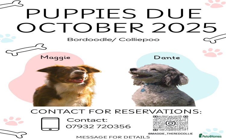 Bordoodle dogs - Advert 2