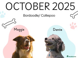 Bordoodle dogs - Advert 6