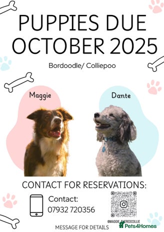 Bordoodle dogs - Advert 3