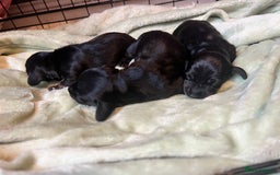 Dachshund dogs for sale: Mini black and brindle dachshunds - Advert 2