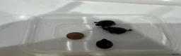 Turtle reptiles for sale: Baby Turtles  - Advert 4