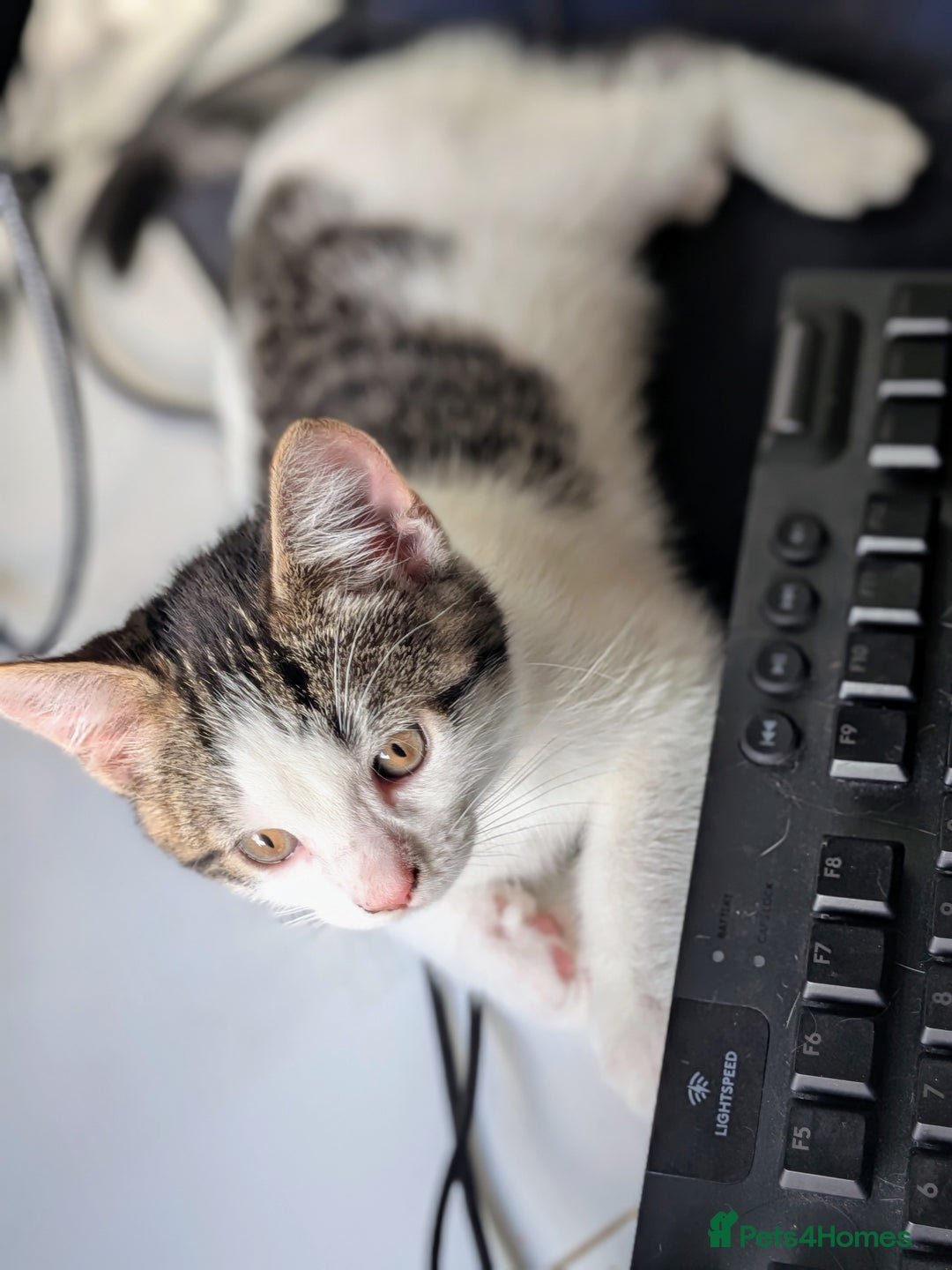 American Shorthair cats for sale: Cute American Shorthair kittens, 2M and 2F - Advert 4