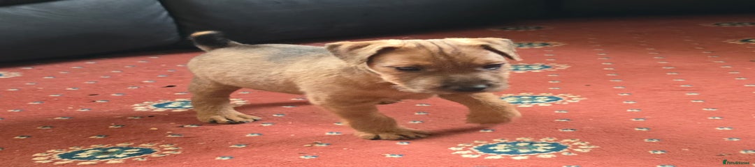 Lakeland Terrier Puppy 1