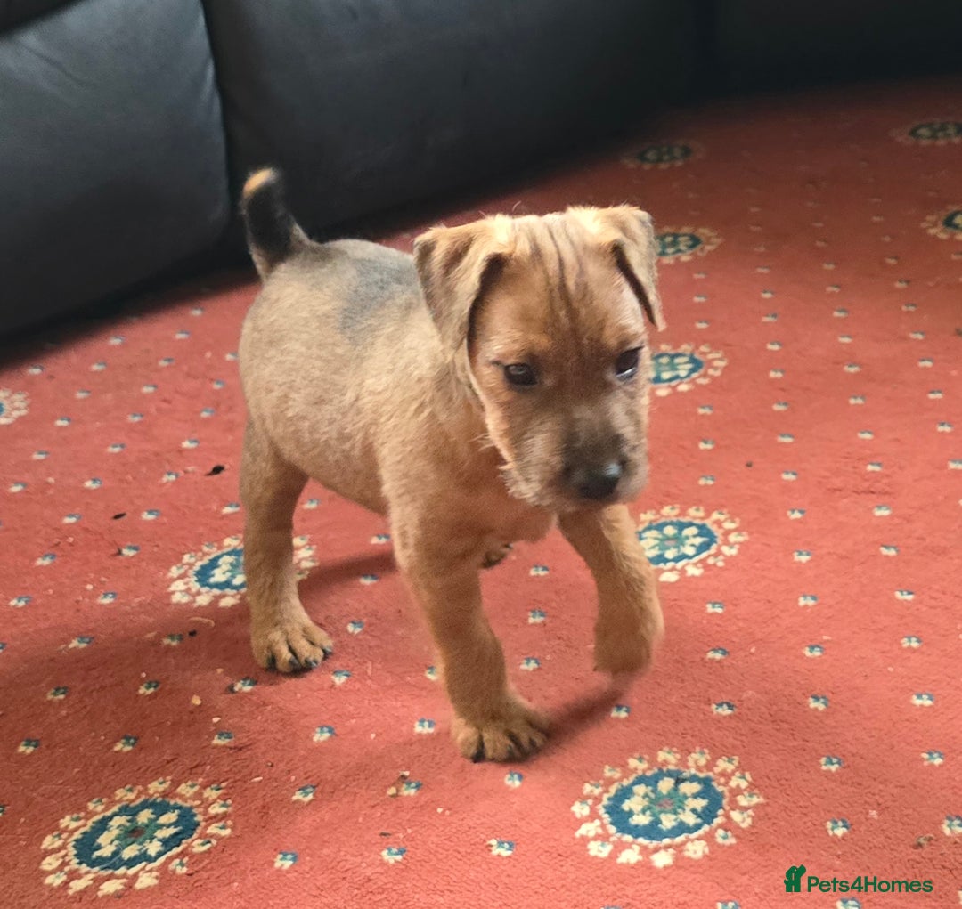 Lakeland Terrier dogs for sale: Lakeland terrier pups  - Image 5