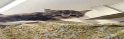 Mixed Breed cats for sale: Tabby kittens  - Advert 2