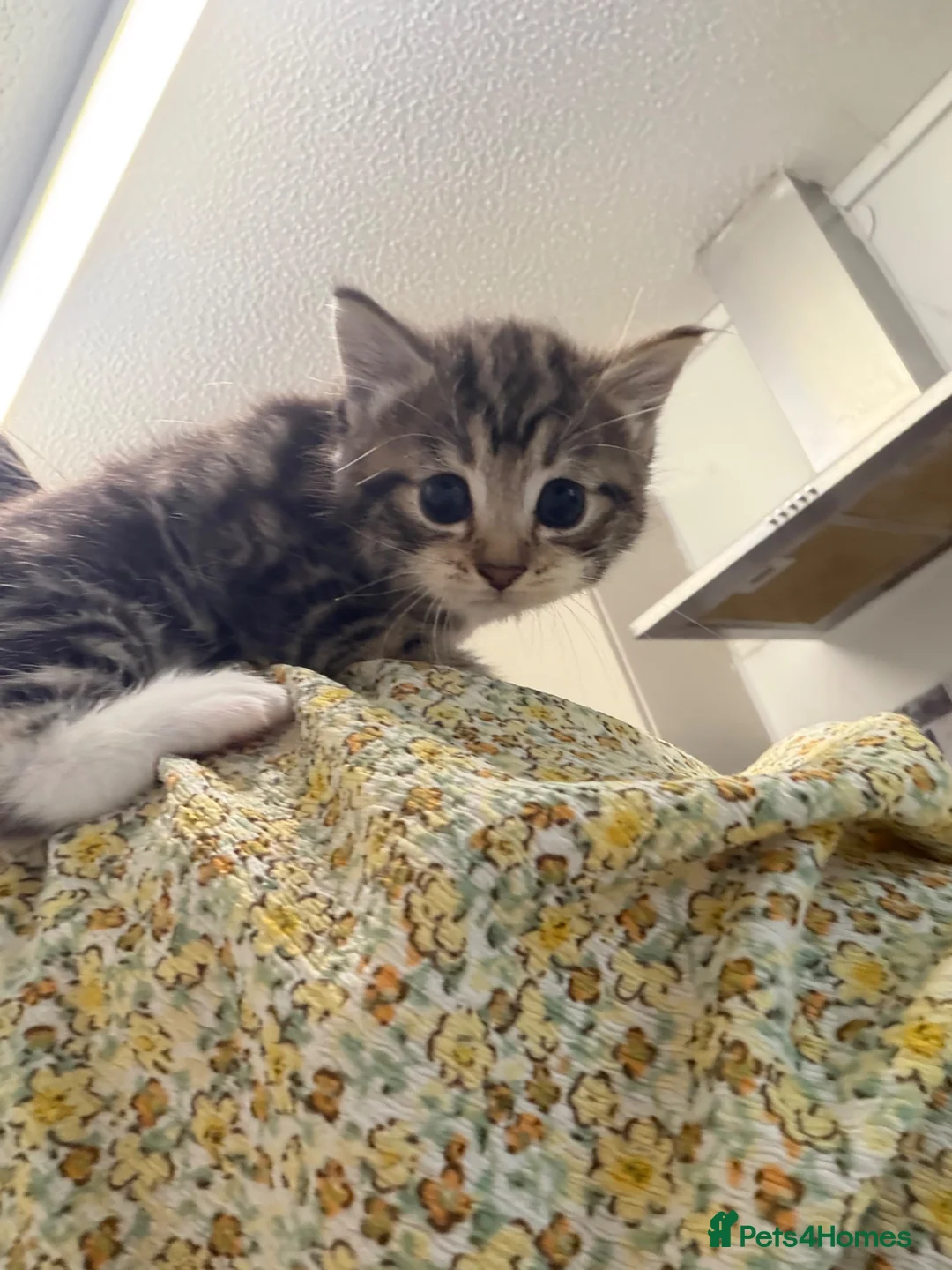 Mixed Breed cats for sale: Tabby kittens  - Advert 2