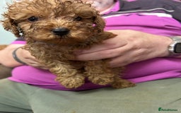 Toy Poodle dogs for sale: Red toy poodle - Image 5