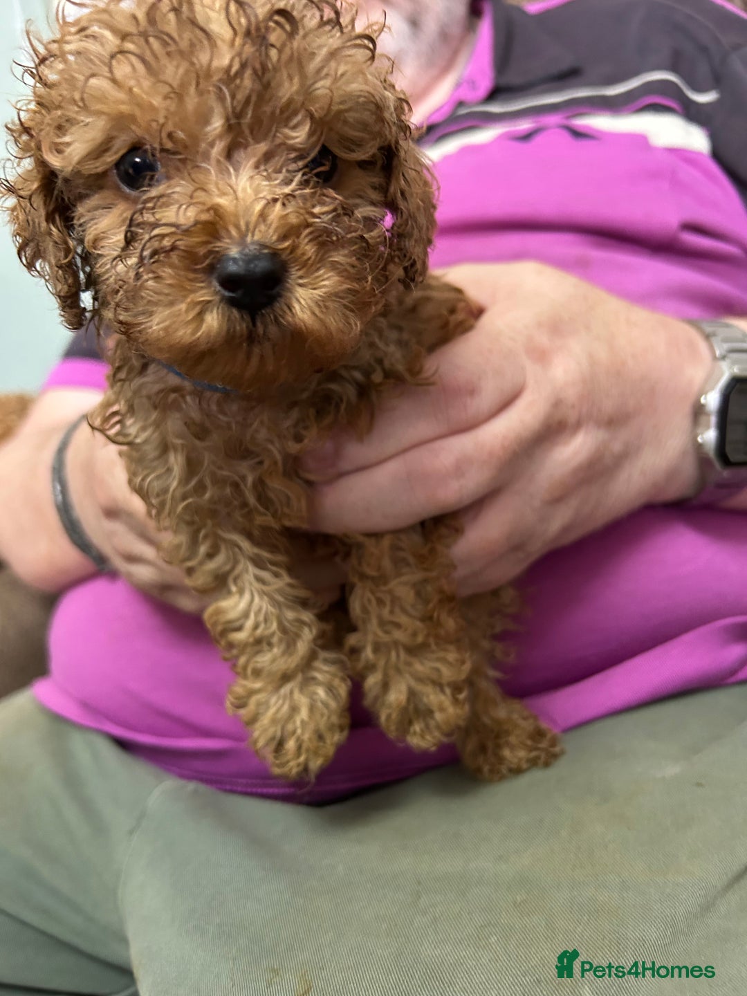 Toy Poodle dogs for sale: Red toy poodle - Image 5