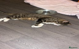 Mixed Breed cats for sale: Beautiful male cat - Image 3