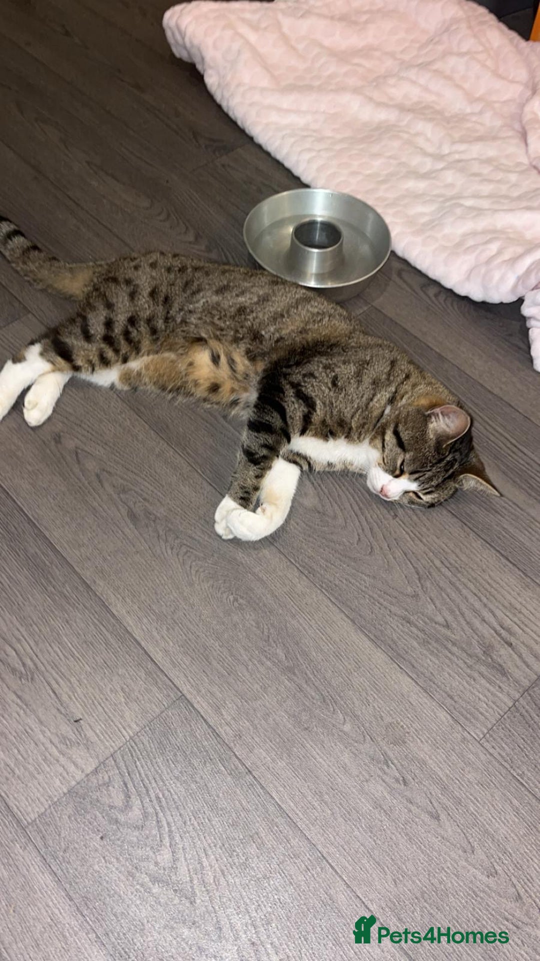 Mixed Breed cats for sale: Beautiful male cat - Image 3