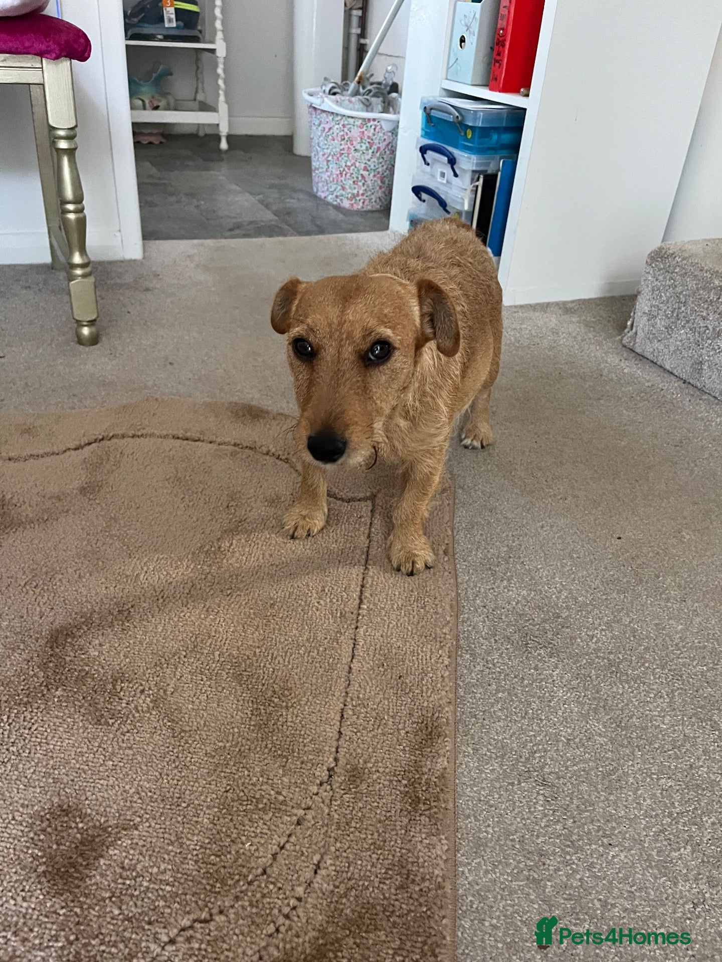 Patterdale Terrier dogs for sale: Patterdale Terrier  - Advert 1