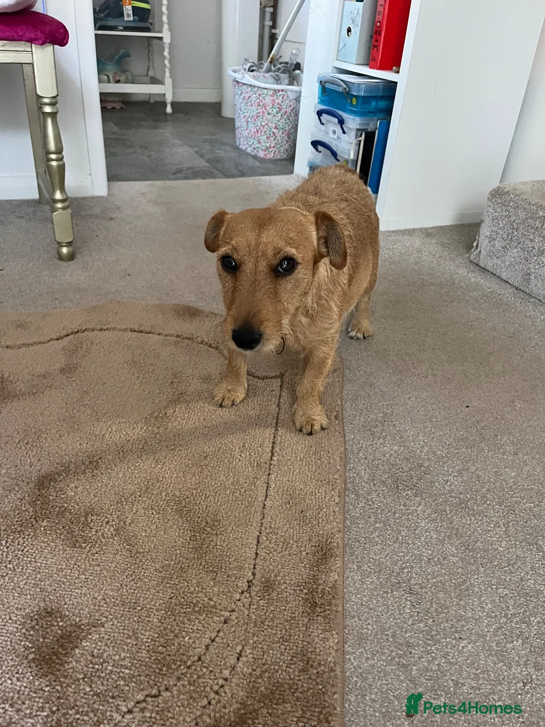 Patterdale Terrier dogs for sale: Patterdale Terrier  in Aldershot - Advert 1