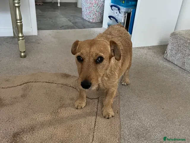 Patterdale Terrier dogs for sale: Patterdale Terrier - Advert 1