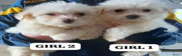 Cavapoo dogs for sale: Cavapoo puppies - Advert 1