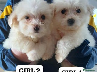 Cavapoo dogs Cavapoo puppies - Advert 2