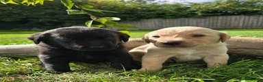 Labrador Retriever 1