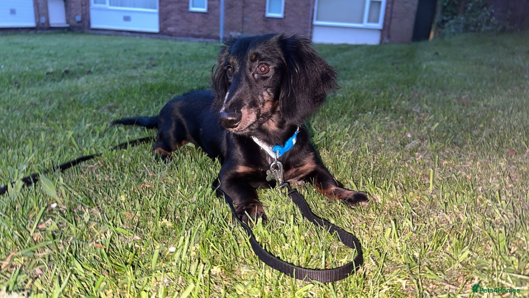 Mixed Breed dogs for sale: Lenny & Lulu - Image 1