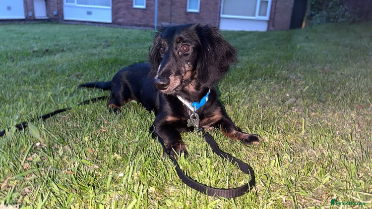 Mixed Breed dogs - Advert 1