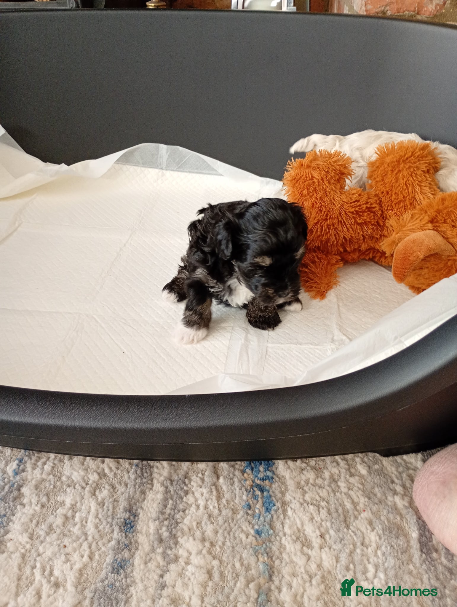 Maltipoo dogs for sale: Truly Outstanding Maltipoo Puppies in Hartlepool - Advert 4