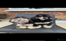 Toy Poodle dogs for stud: stunning toy poodle boys ready for studs in Doncaster - Image 8