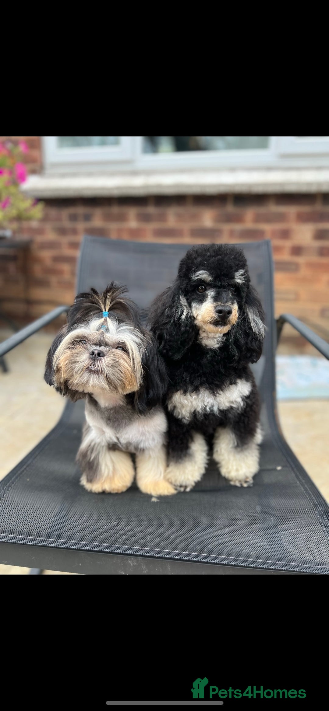 Toy Poodle dogs for stud: stunning toy poodle boys ready for studs in Doncaster - Image 8