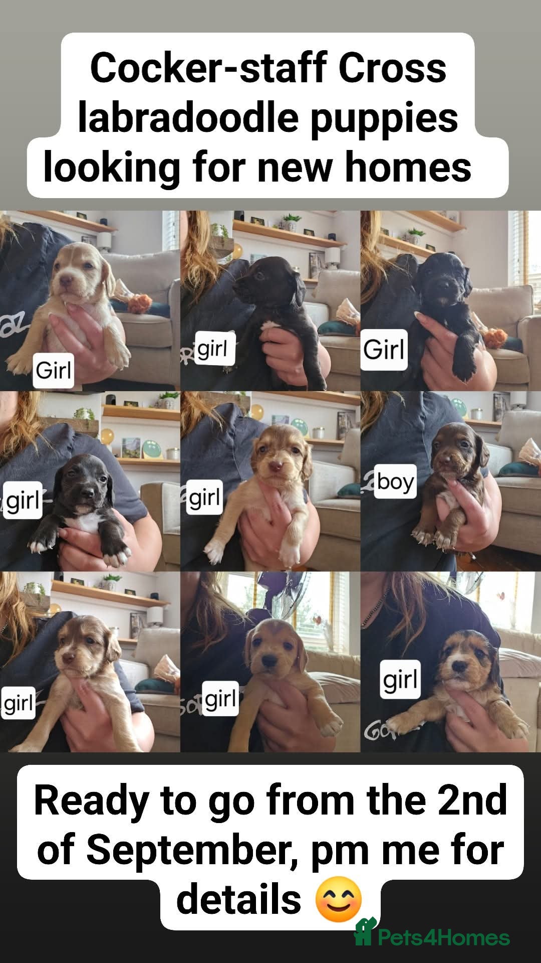 Mixed Breed dogs for sale: Mixed breed puppies for sale - Image 2