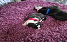 Mixed Breed dogs for sale: Collie x Kelpie Puppies ready to go 28th December  - Advert 14