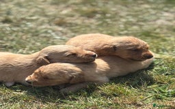 Goldador dogs for sale: Fox red goldador puppies ❤️ - Image 10