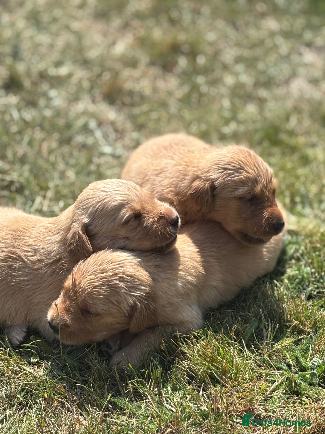 Goldador dogs for sale: Fox red goldador puppies ❤️ - Image 10