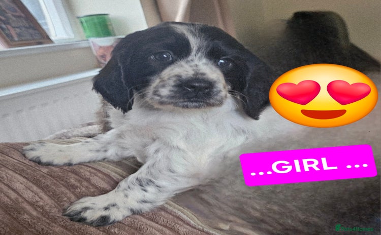Cocker Spaniel dogs - Advert 10