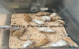 Gerbil rodents for sale: Baby gerbils  - Image 2